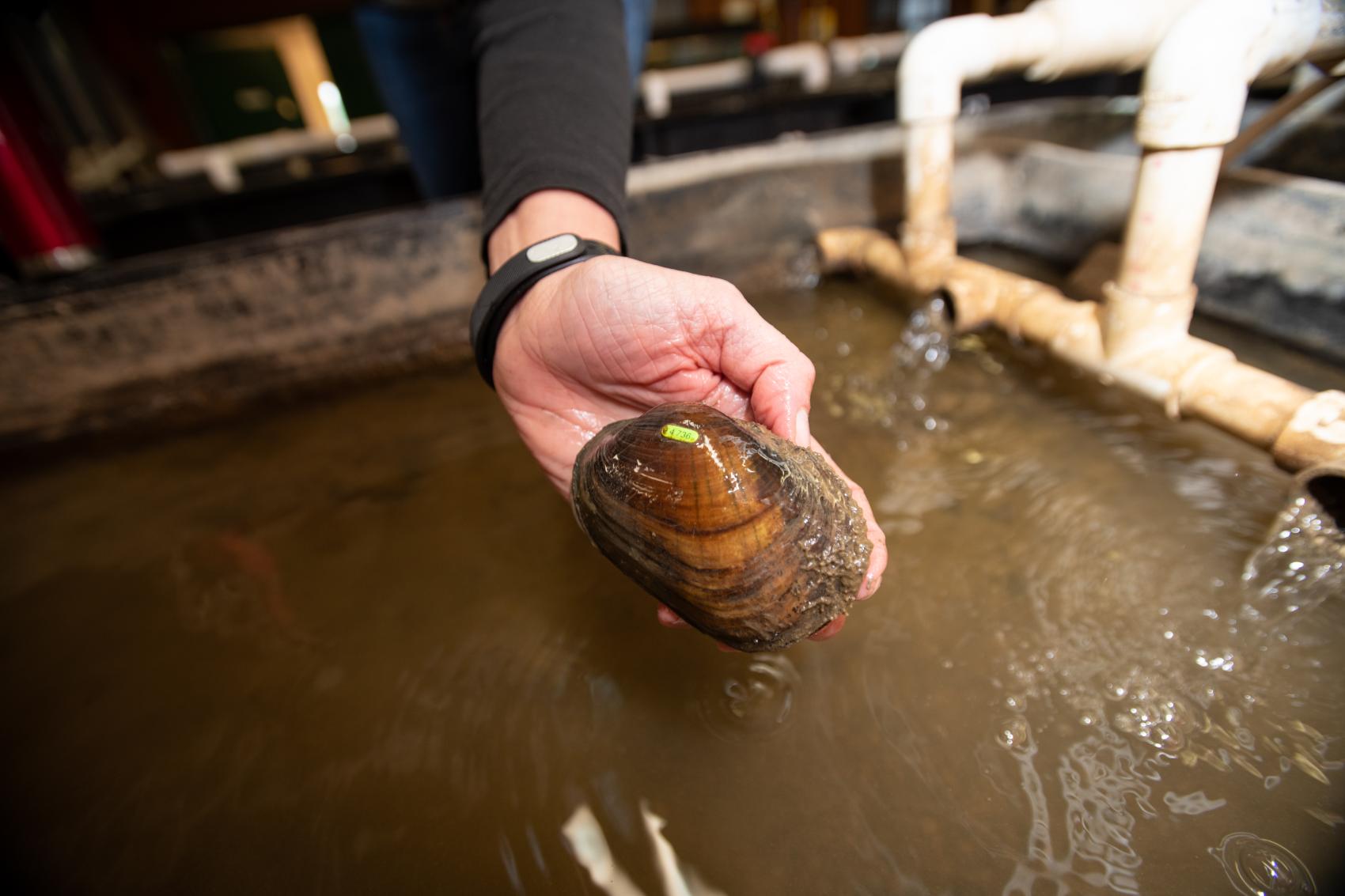 Freshwater Mussel Facility Columbus Zoo and Aquarium